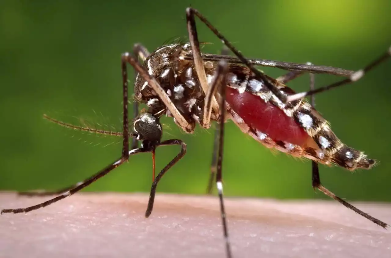 Santa Clara County resident dies from West Nile Virus