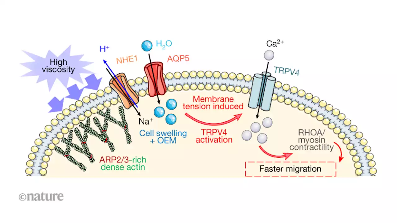 Cancer cells move and spread faster in thicker extracellular fluids