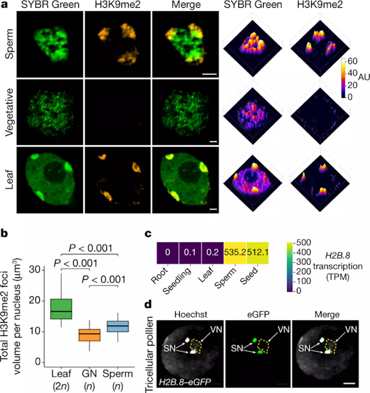 Histone H2B.8 compacts flowering plant sperm through chromatin phase separation - Nature