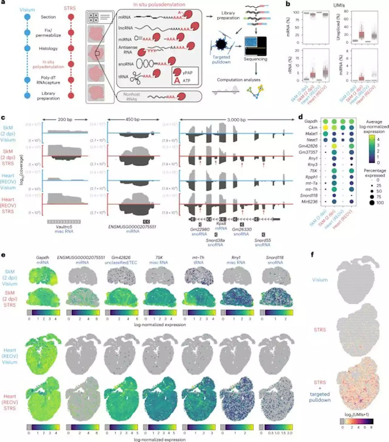 Spatial mapping of the total transcriptome by in situ polyadenylation - Nature Biotechnology