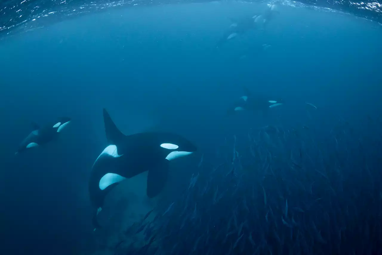 Enormous orca pod surrounds trawler at night for free meal in creepy video