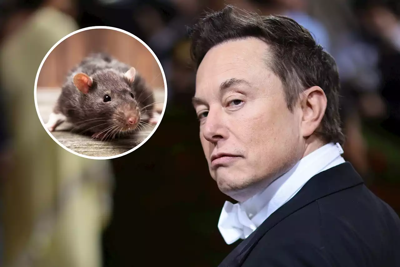 How to get #RatVerified: Twitter fights back against Musk's blue check plan