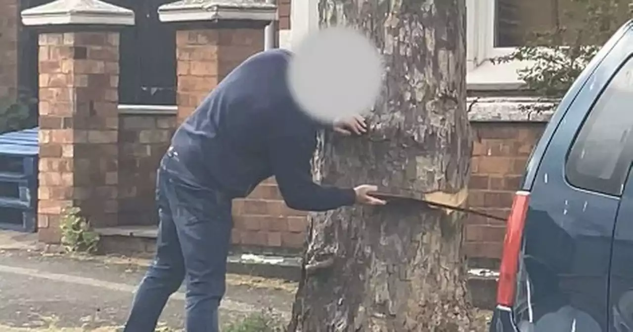 Man filmed sawing mature tree is slapped with £2,500 fine