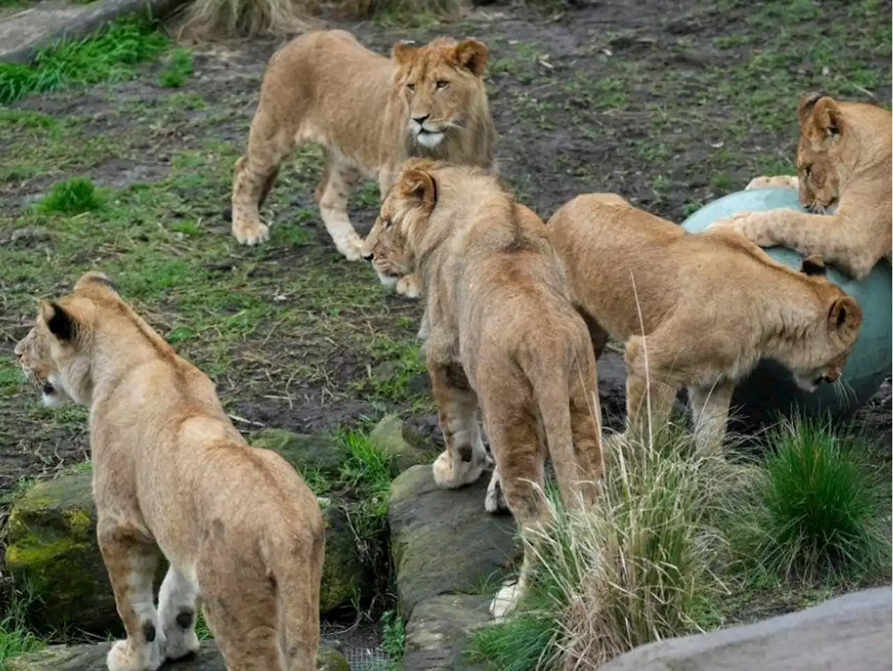 'Get out of your tent and run' : Sydney zoo campers flee after five lions escape