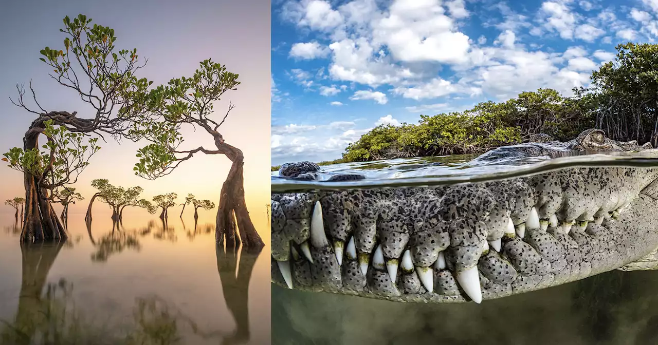 Close-Up Crocodile Photo Wins the 2022 Mangrove Photography Awards