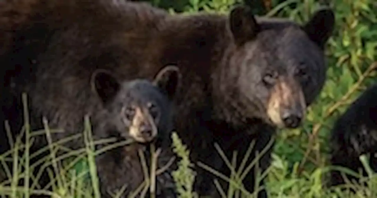 Young black bear spotted in Tysons, elsewhere in Fairfax County