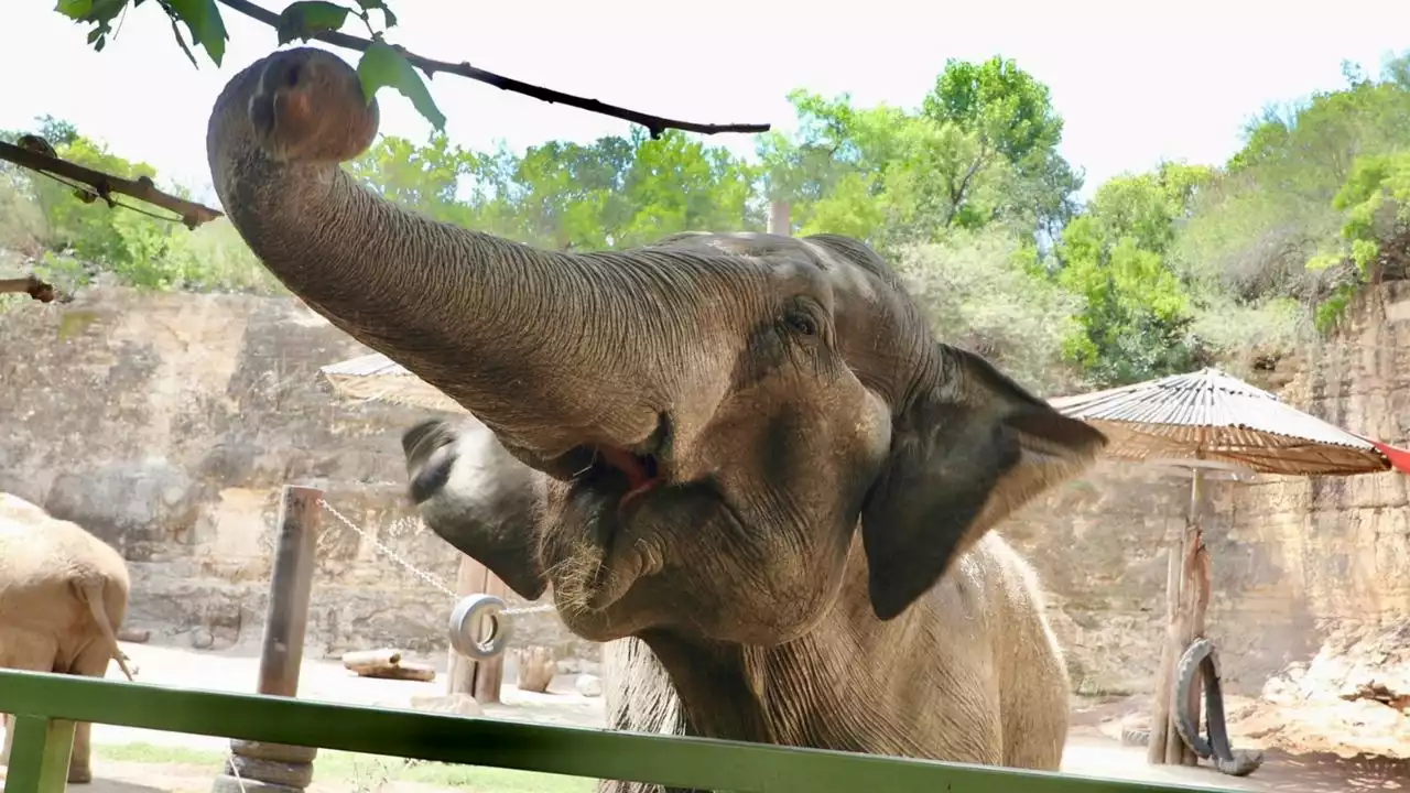 San Antonio Zoo announces death of one of the oldest elephants in the U.S.