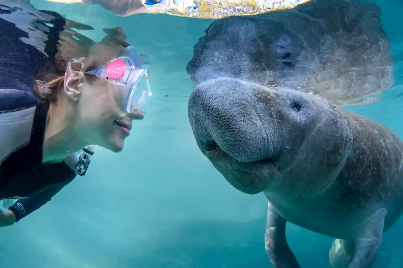 Snorkelling in the 'Manatee Capital of the World' thrives after a surprising grassroots project