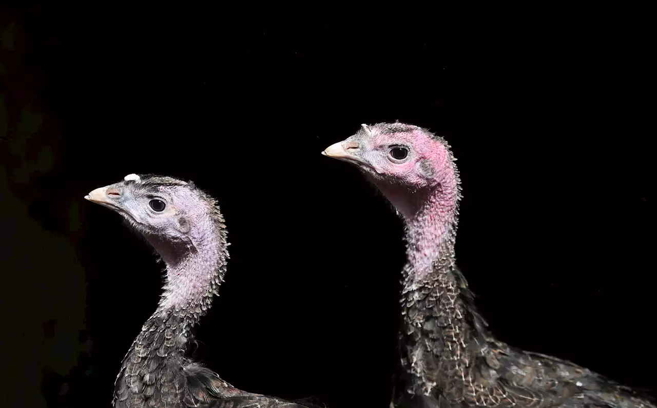 Tens of thousands of turkeys killed before Christmas by worst bird flu outbreak in UK history