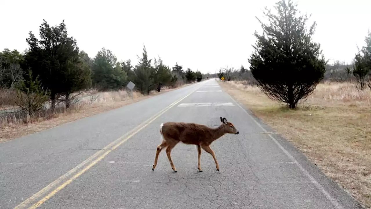 Permanent daylight saving time would prevent 37,000 car-deer crashes, study says - Autoblog