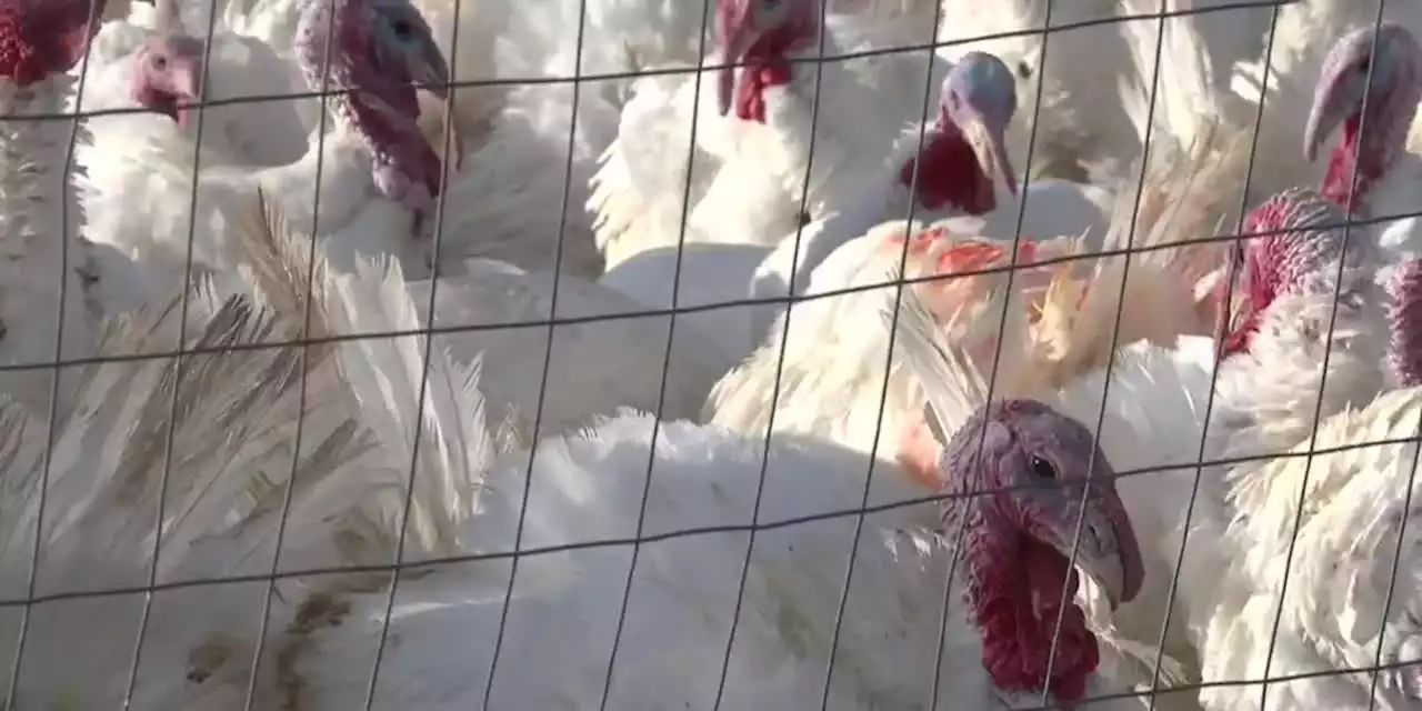 Farmers say bird flu, other issues causing turkey shortage ahead of Thanksgiving