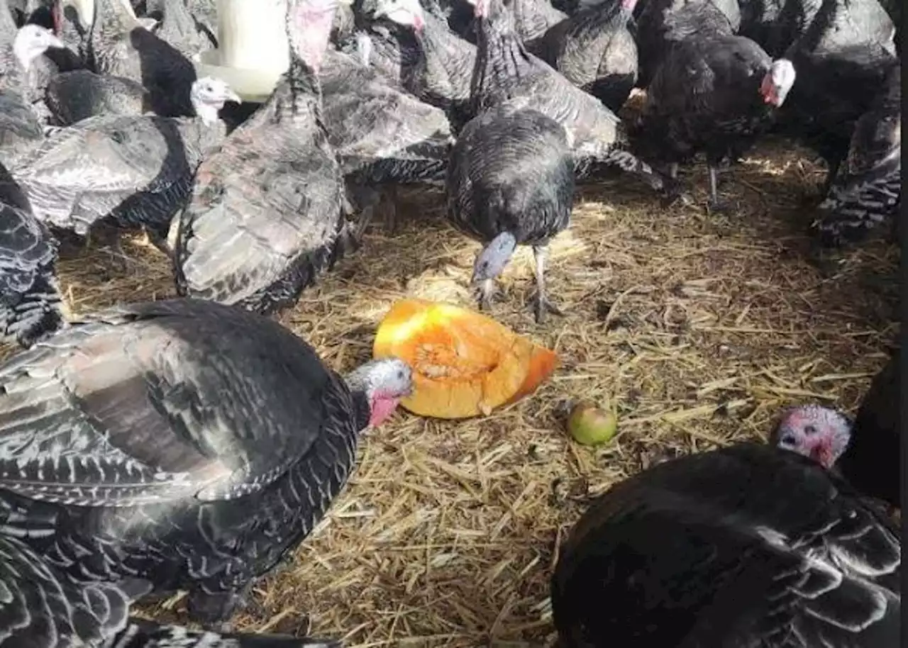 Yorkshire turkey farmer uses apples, carrots and pumpkins to entertain birds stuck inside because of deadly flu outbreak