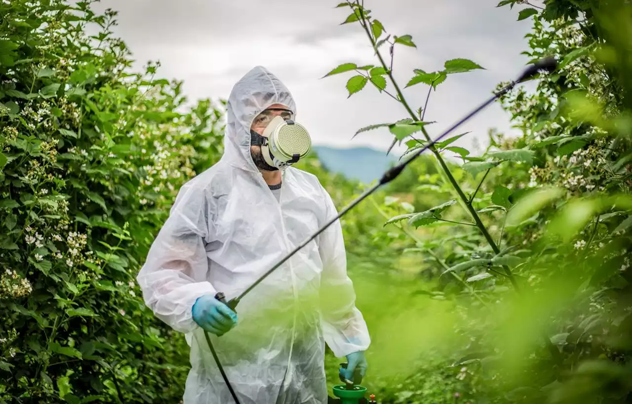 La France « continue d’exporter des pesticides interdits »