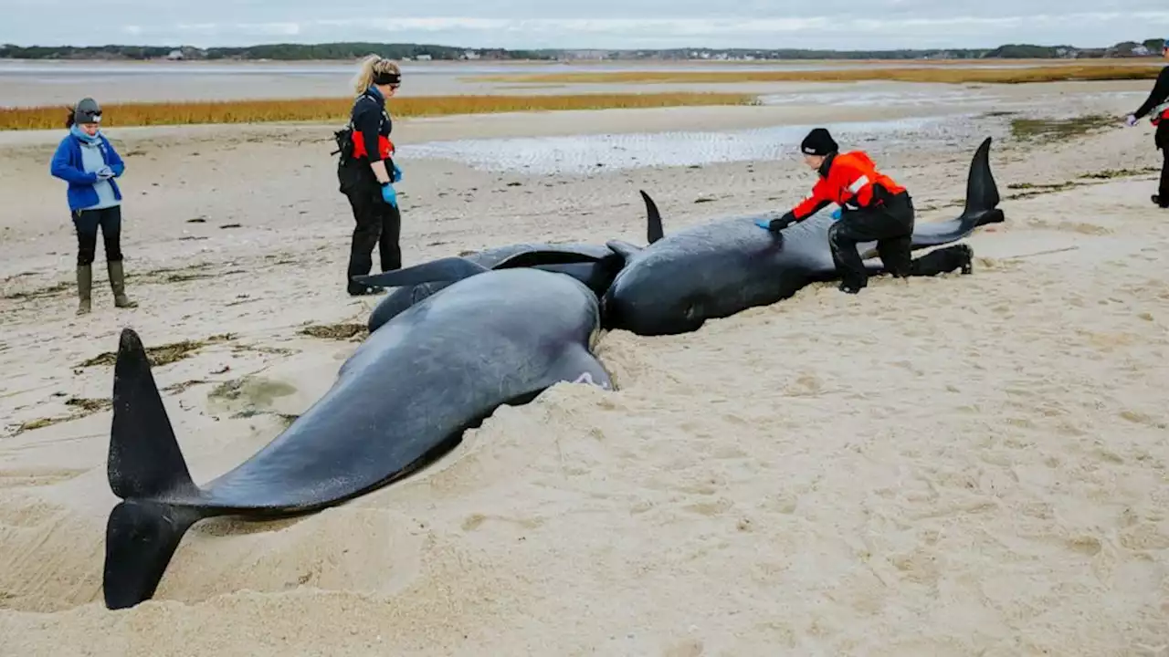 Rescues underway for several pilot whales stranded on Massachusetts beach