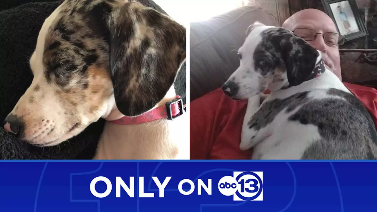 Only on 13: Crosby neighbors admit shooting family's dog but claims animal was aggressive