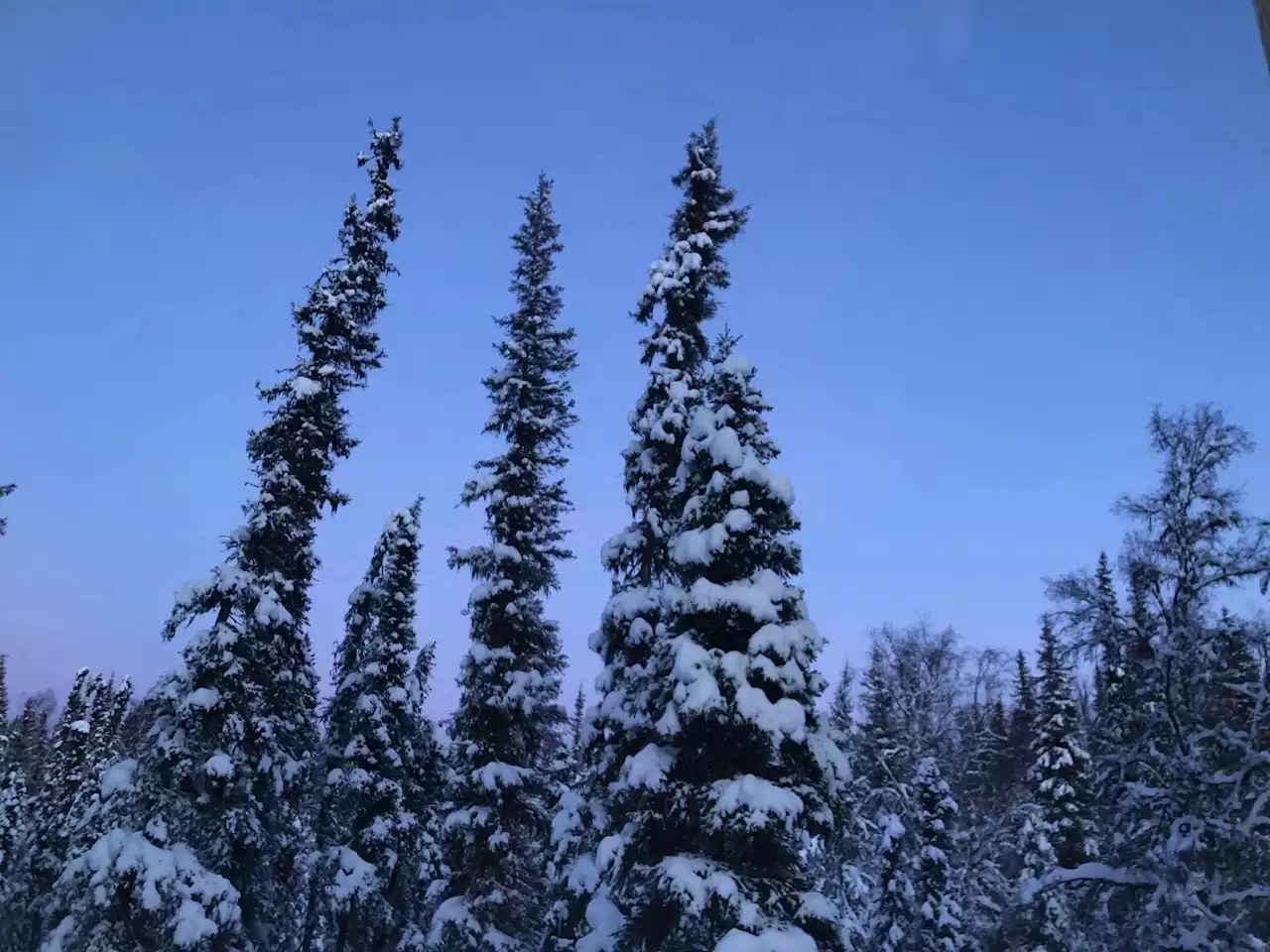 Christmas tree cutting open in Kenai National Wildlife Refuge