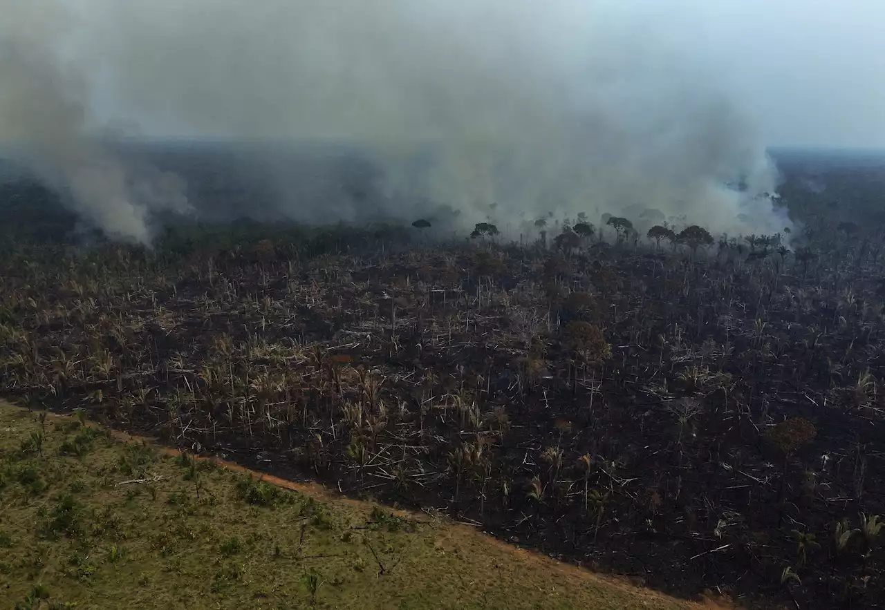 Amazon deforestation in Brazil remains near 15-year high