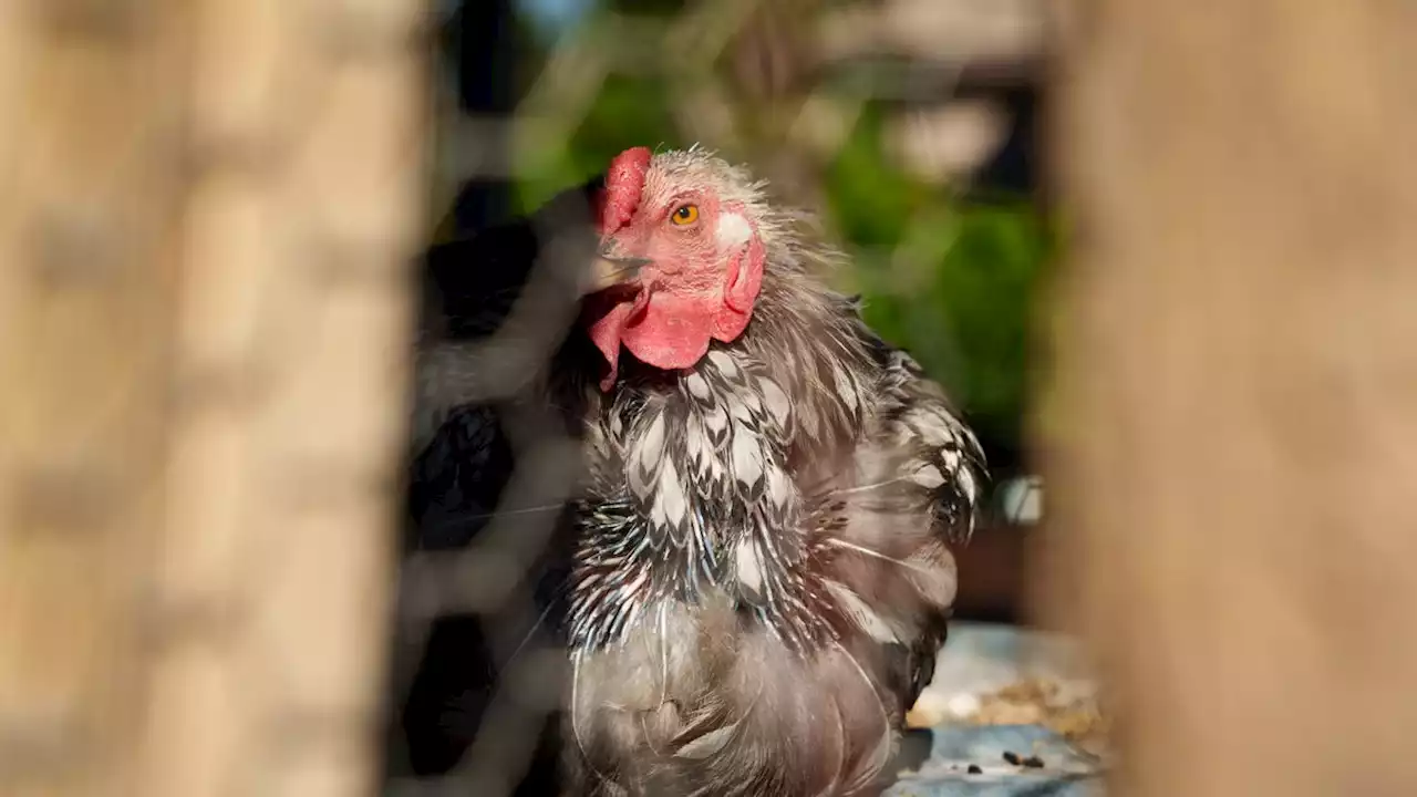 After years of pecking at the idea, Chandler leaders prepare to vote on backyard chickens