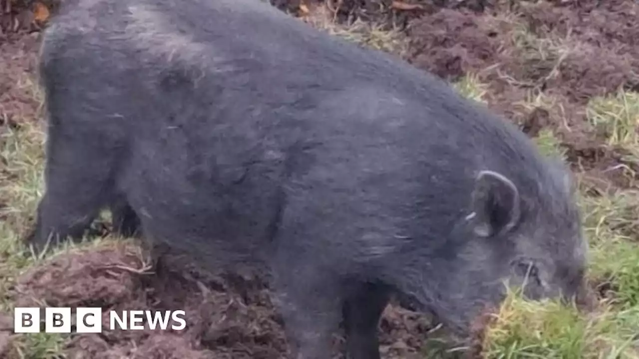 Rotherham: Pigs cause havoc digging up Thrybergh graveyard