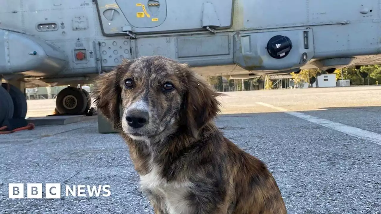 Yeovilton: Royal Navy raising cash to rescue stray puppy