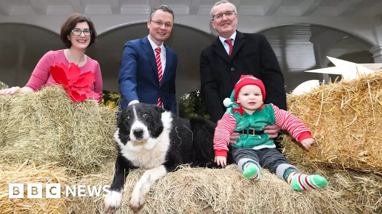 Christmas crib: New home for Dublin's l﻿ive animal nativity scene