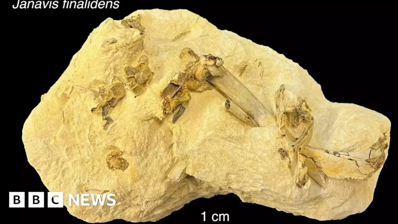 Cambridge University: Fossil overturns knowledge about origin of birds