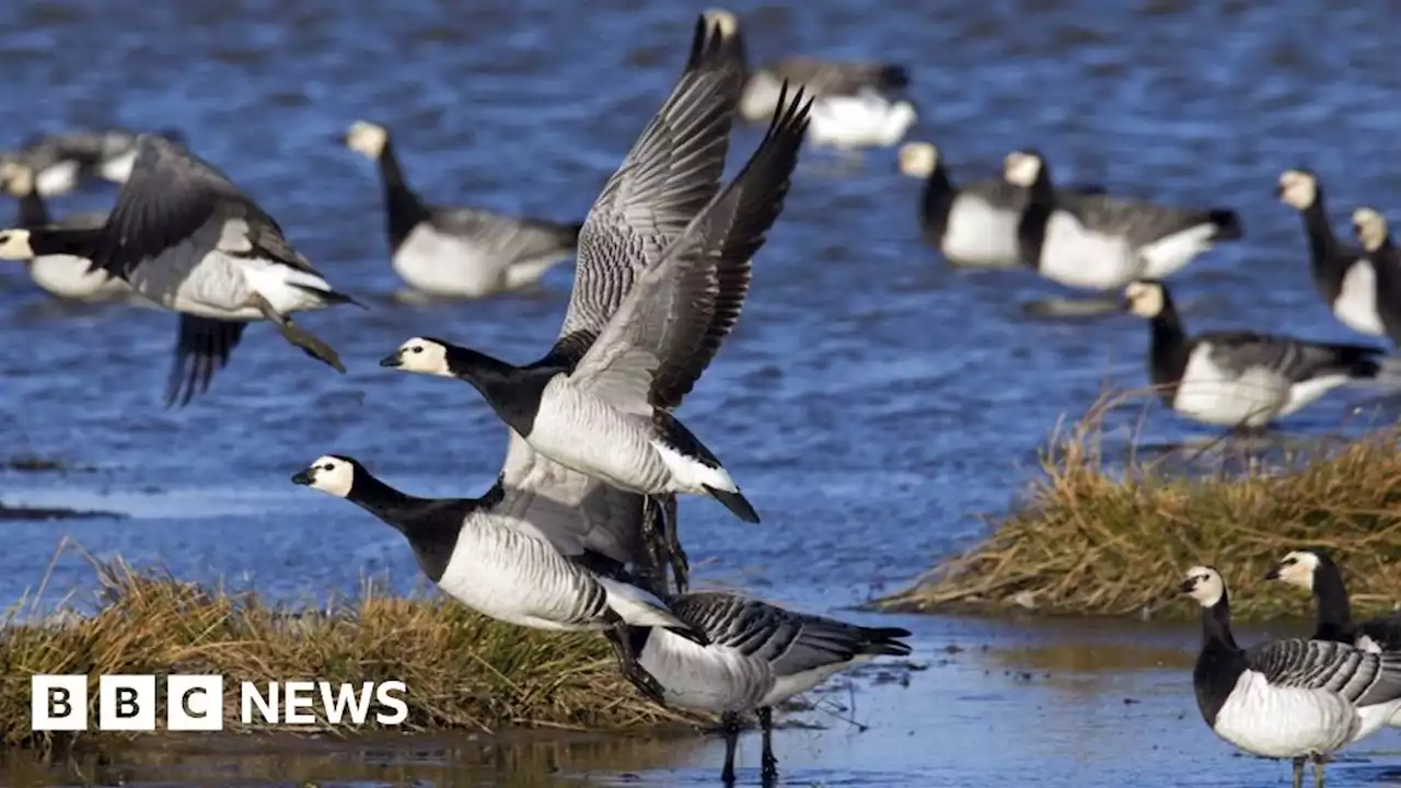 More UK environment laws to be reviewed after Brexit