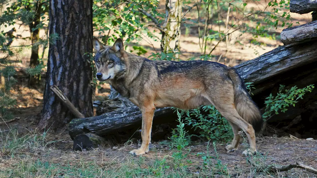 Wolfshybrid in Brandenburg zum Abschuss freigegeben