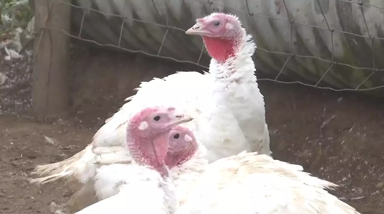 Avian influenza outbreak could lead to turkey shortage for Christmas