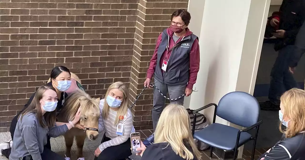 Miniature horses visit Advocate Lutheran General Hospital employees to lift moods, relieve stress