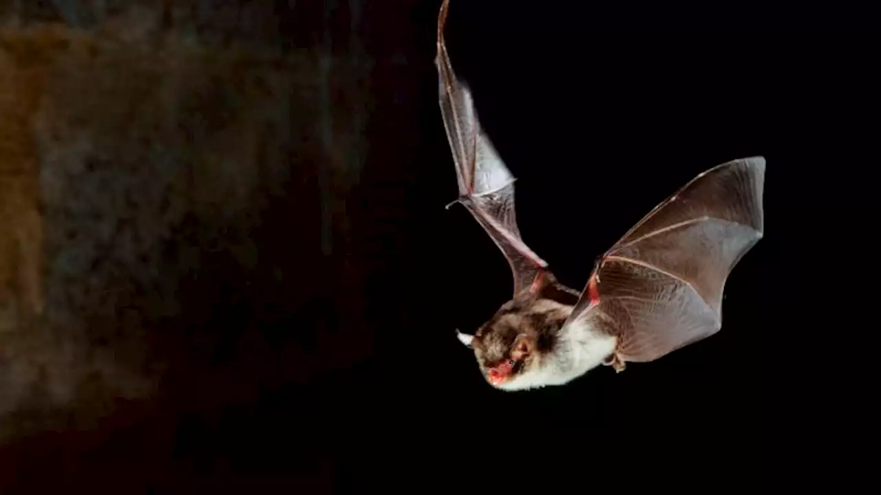 Bats use the same techniques as death metal singers to vocalize, study finds | CNN