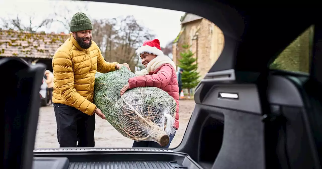 Cheapest places to buy a real Christmas tree this year - including Aldi and IKEA