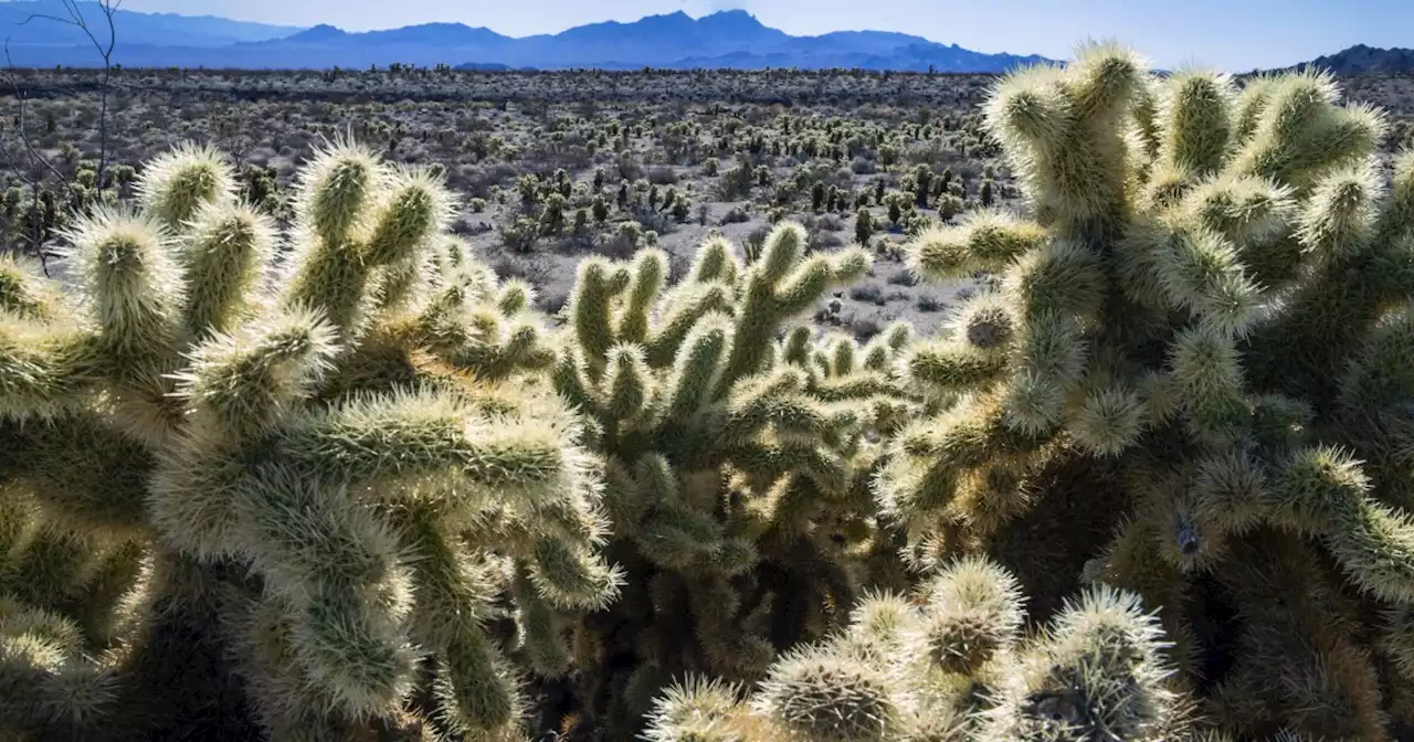 Biden readies plans to make most of southern tip of Nevada off-limits to development