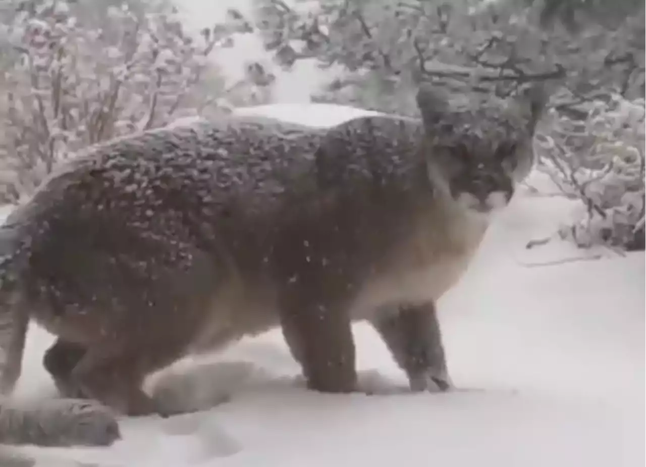 Mountain lions to be more active around Boulder during winter season, city officials say