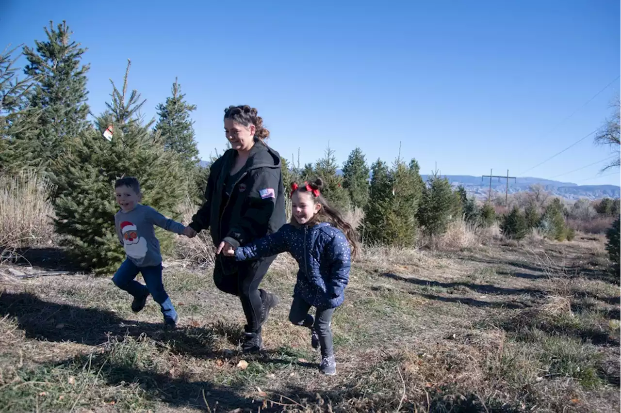 This cut-your-own Christmas tree farm in Colorado is worth the trip