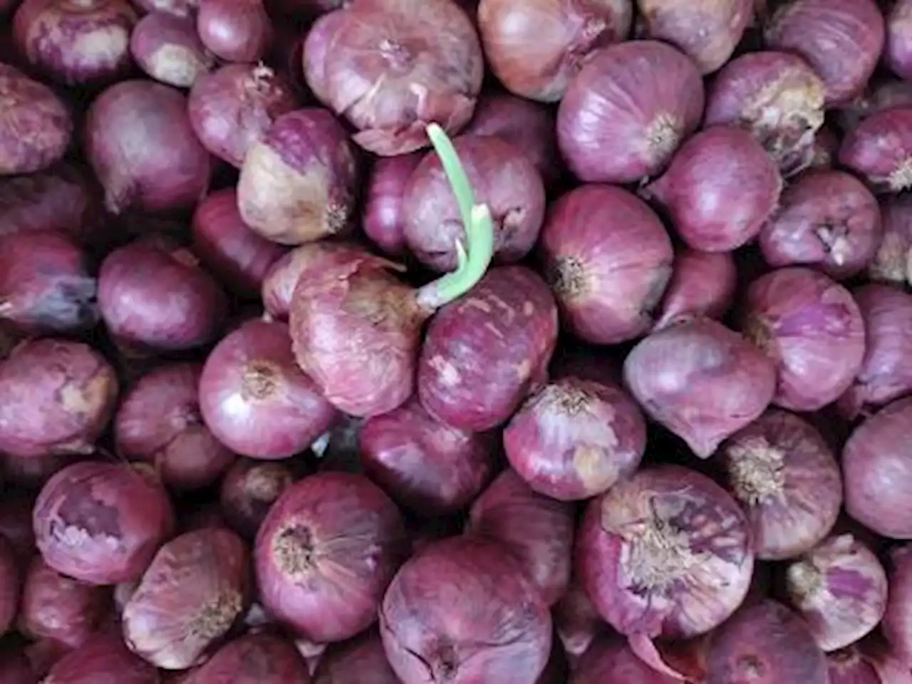 Agri dept. mulls importing onions amid hike in prices