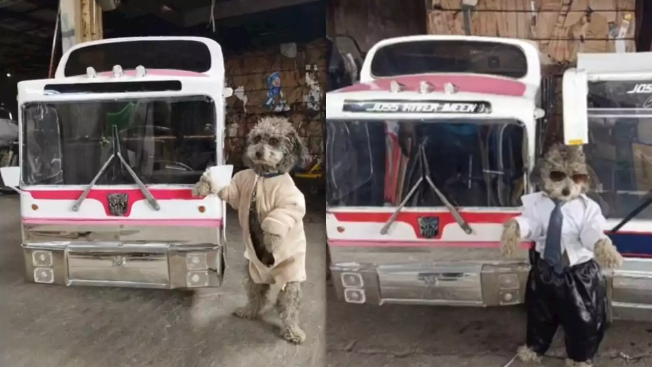 Video TikTok: hombre del Edomex crea un “perrobus” para pasear a sus perros