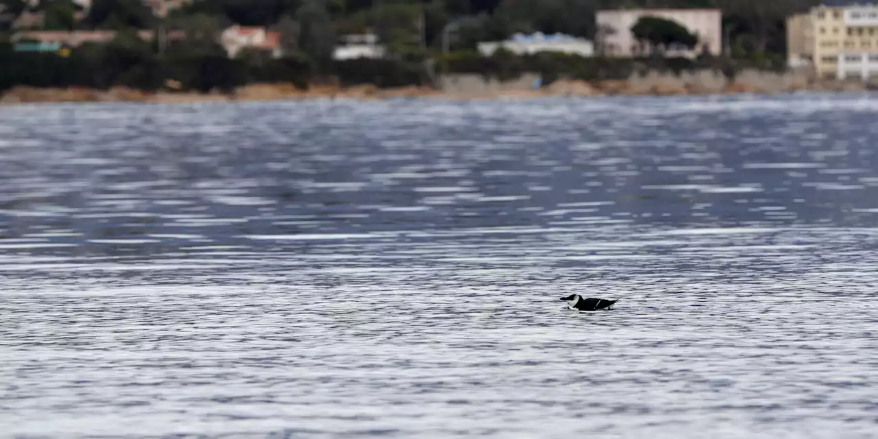 Corse : le séjour inhabituel des pingouins Torda au large de la Méditerranée