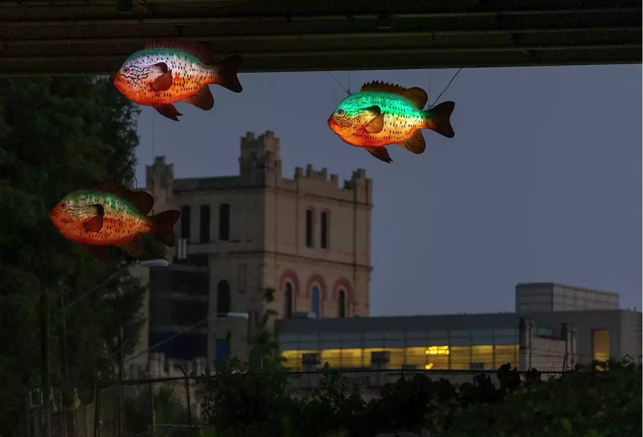 Why some of the fish sculptures on the River Walk are missing