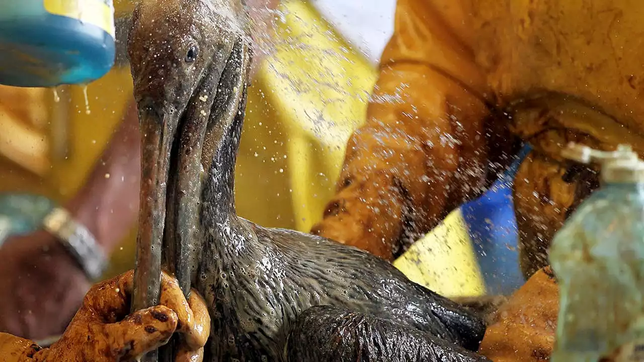 Oil spill being monitored near Lake Charles, seven oiled pelicans rescued