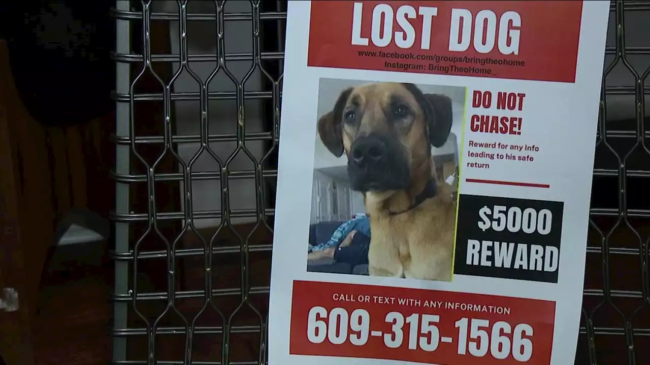 Philadelphia couple searching for dog stolen from car in Wawa parking lot