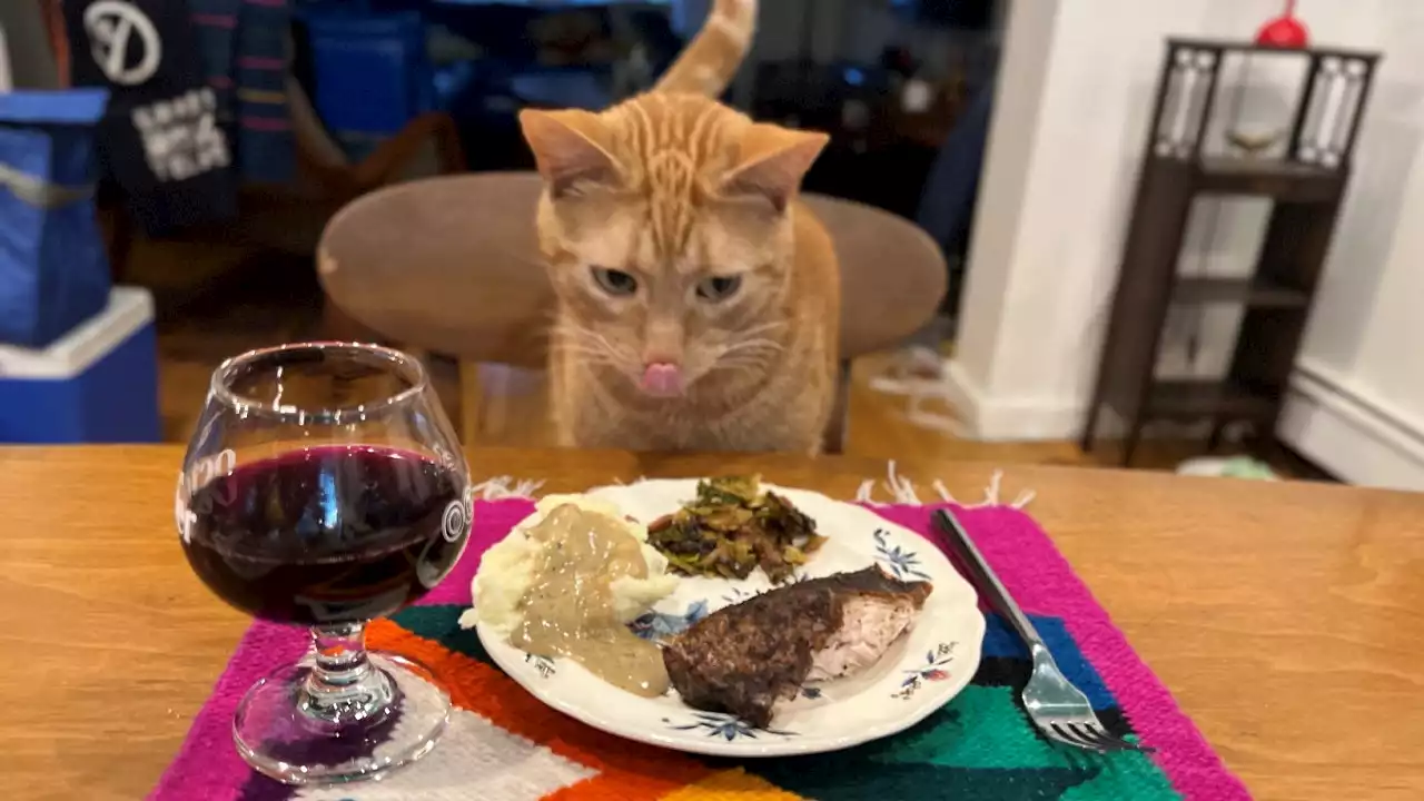 Cat found inside checked bag at JFK Airport enjoys Thanksgiving at home