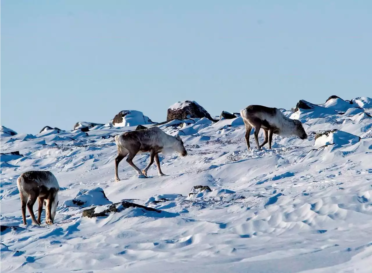 One out of every five assessed species found to be at risk in Canada