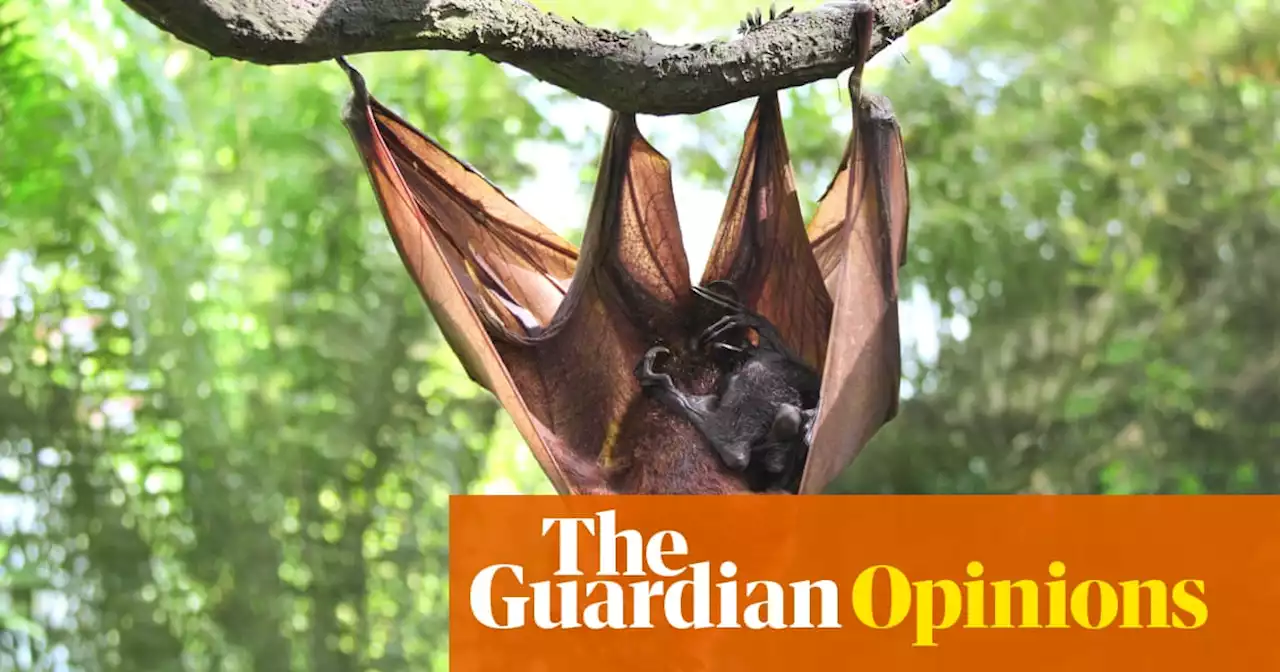 Science is making it possible to ‘hear’ nature. It does more talking than we knew | Karen Bakker