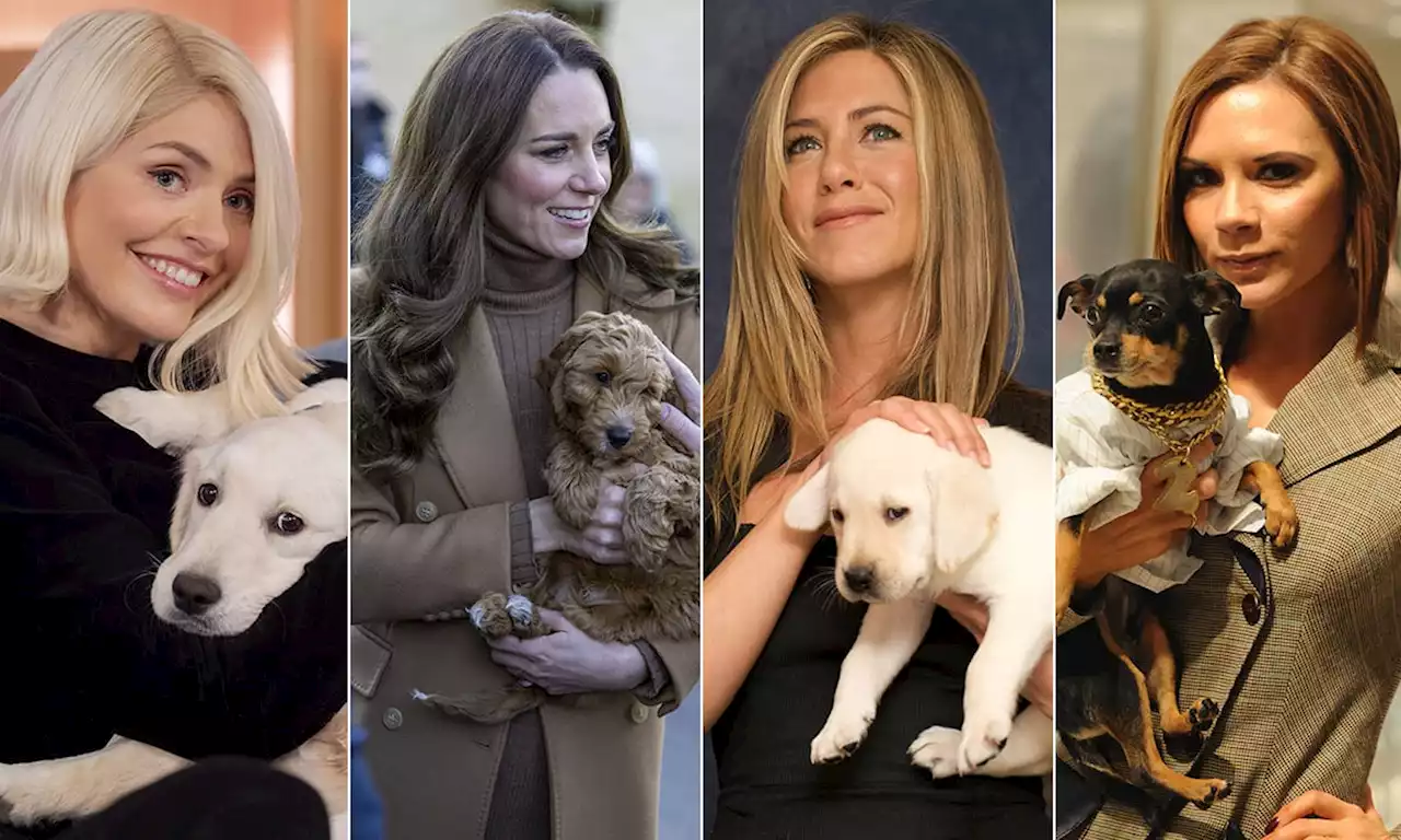 10 celebs and their lookalike pets: Princess Kate, David Beckham, Holly Willoughby & more