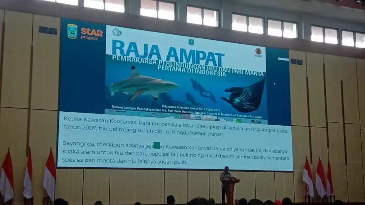 Hiu Belimbing yang Dilepasliarkan di Raja Ampat Bakal Dipasang Alat Pemancar