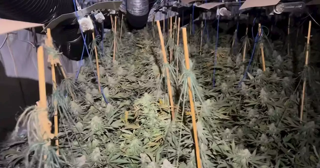 Cannabis farm worth hundreds of thousands found in sleepy village