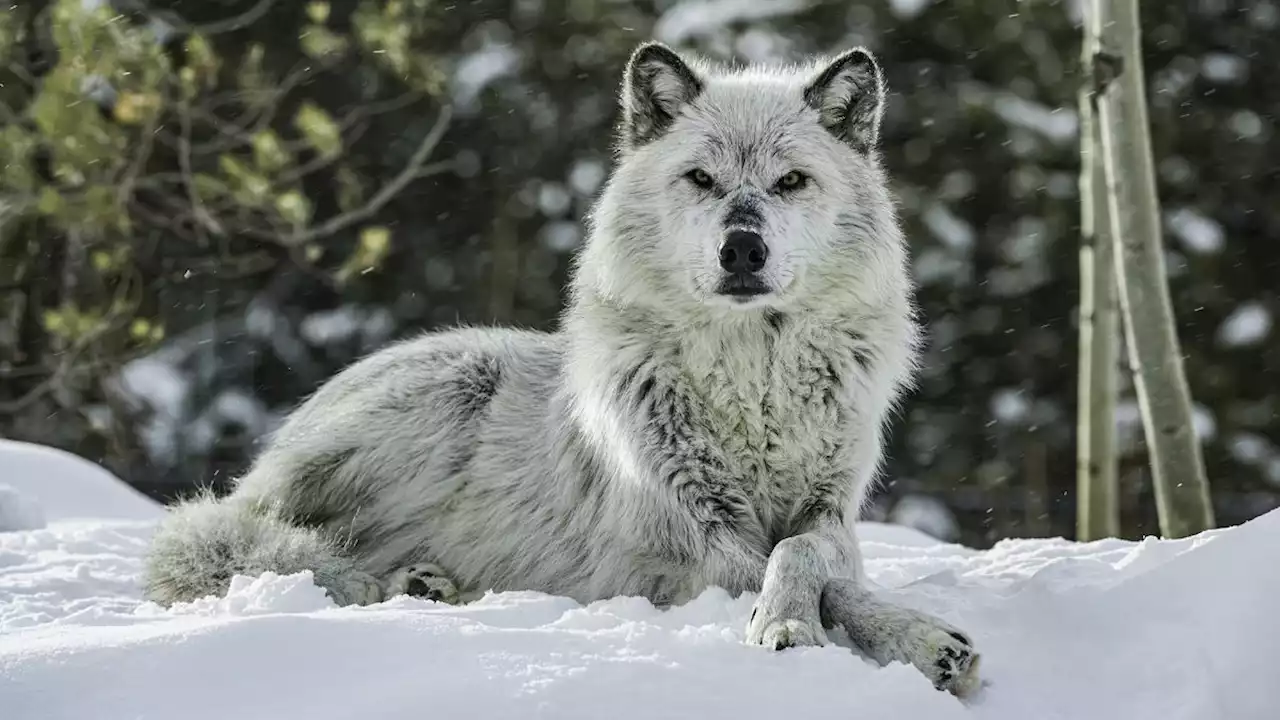 Mind-controlling parasite turns wolves into pack leaders