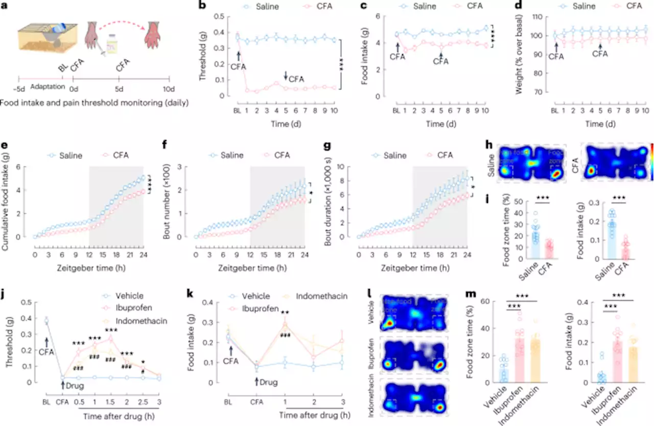 A neural circuit for the suppression of feeding under persistent pain - Nature Metabolism