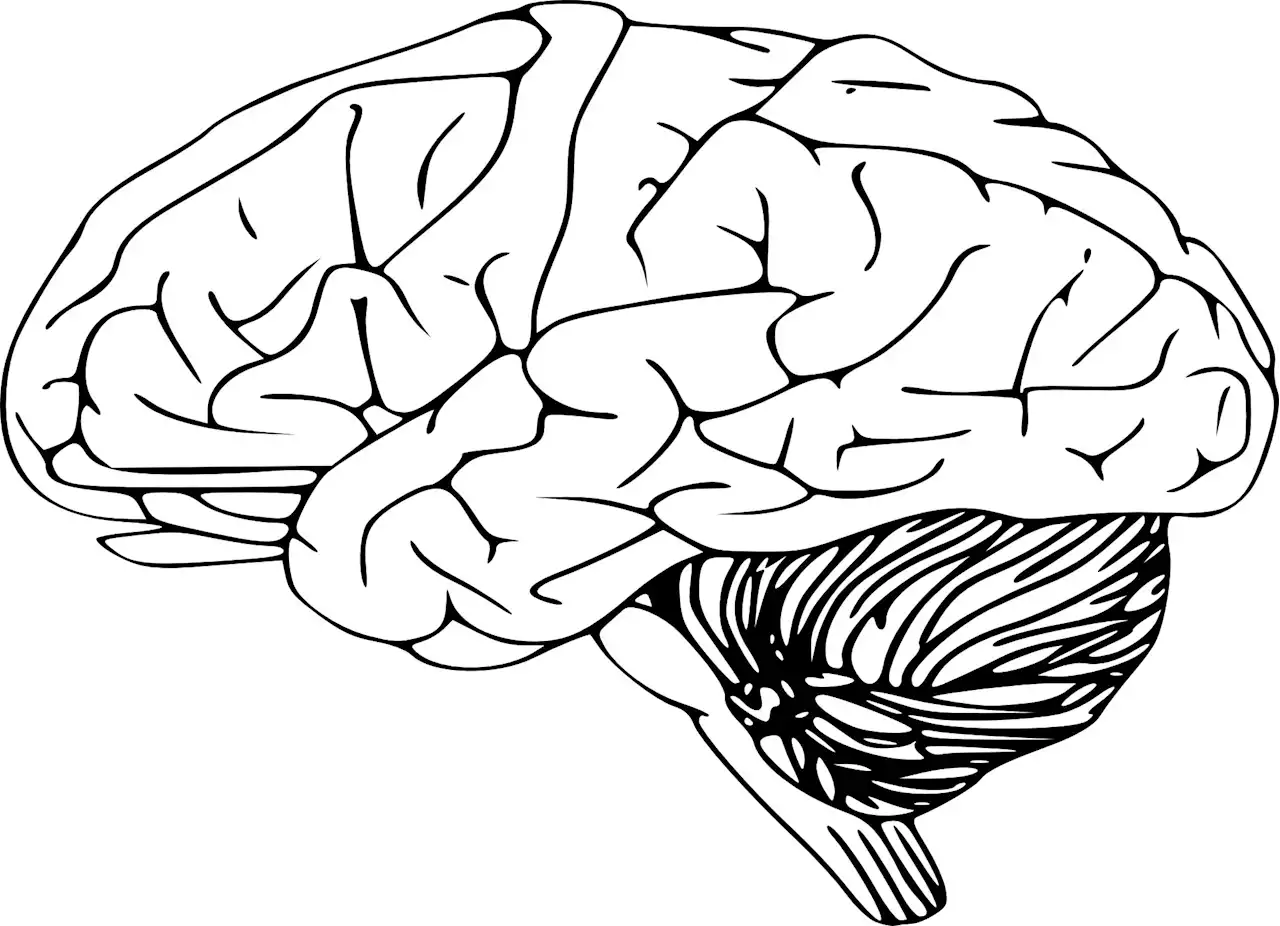 Silent synapses are abundant in the adult brain